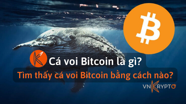 Cá voi Bitcoin là gì? Tìm thấy cá voi Bitcoin bằng cách nào?